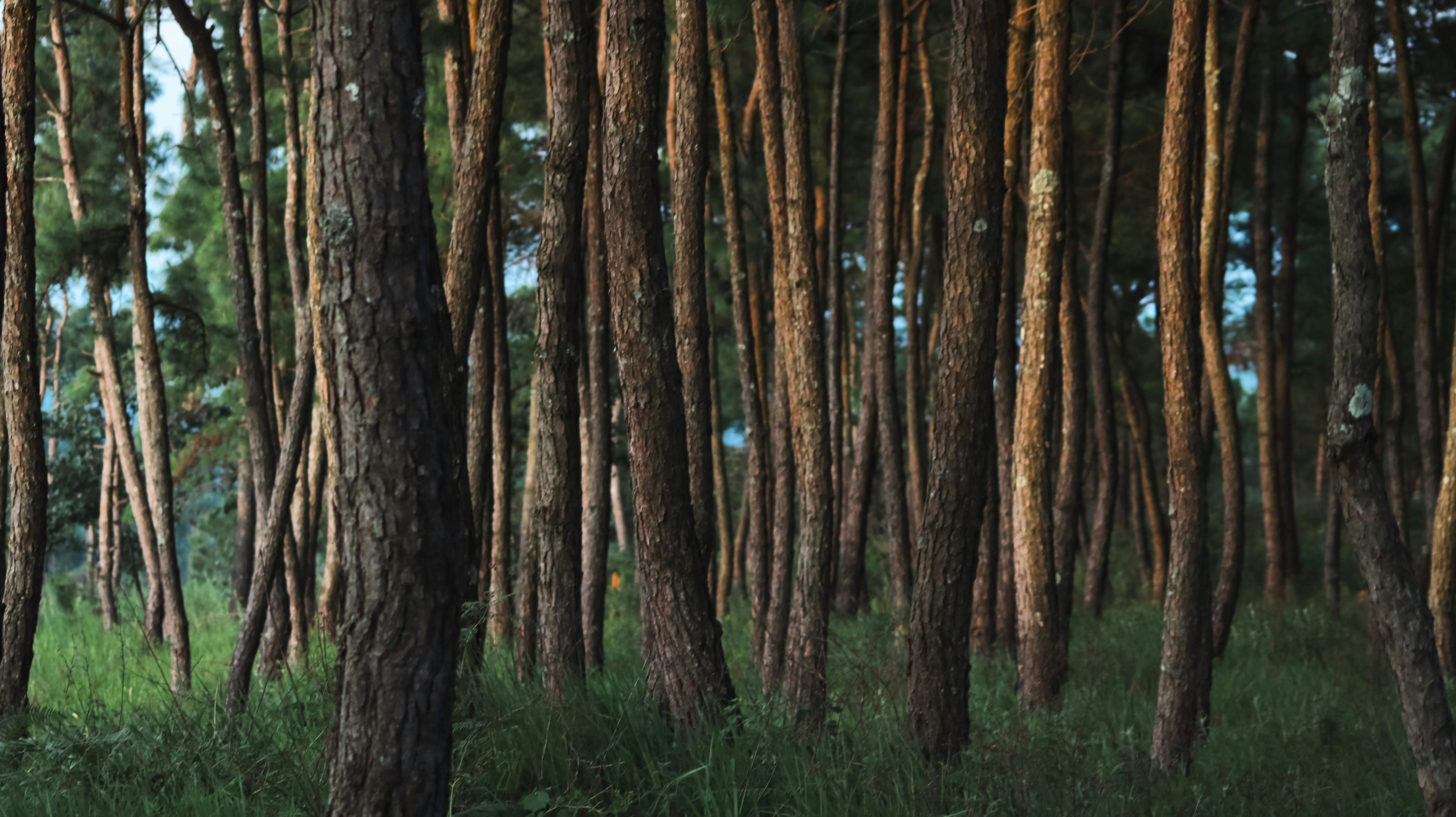 La politica ambientale del Comune di Pineto: obiettivi, principi e reputazione sostenibile